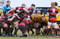 Moseley v Bees